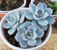 Echeveria subsessilis "Blue"