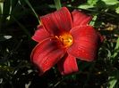 H.Ed Murray-Multumesc Floralia!