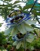 Caerulea