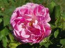 Honorine de Brabant