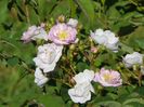 Abigail Adams
