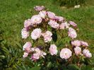 Heavenly Pink