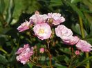 Heavenly Pink