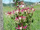 lonicera peryclimenum Serotina