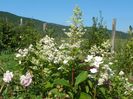hydrangea paniculata Pink Diamond
