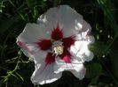 hibiscus syriacus Hamabo