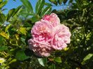 Pink Ghislaine de Feligonde