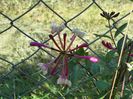 lonicera peryclimenum Serotina
