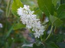 clethra alnifolia