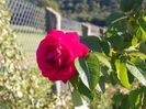 Ruskin