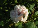 White Jacques Cartier