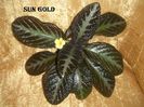 Sun Gold 1