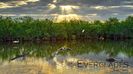 Parcul National Everglades din Florida, America de Nord