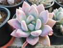 Graptoveria "Opalina"