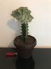 Euphorbia lactea 30 lei