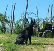 cine lup - ciobanesc german negru pentru monta