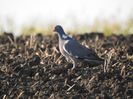 Porumbel gulerat (Columba palumbus)