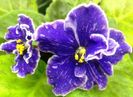 Grape Glori