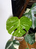 Vandut butas cu 3 frunze Monstera deliciosa variegata 300 ron