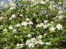 Clematis Summer Snow