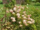 hydrangea paniculata Phantom