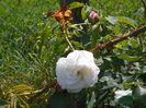 Boule de Neige