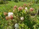 hydrangea paniculata Polar Bear