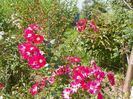 Candia Meillandecor