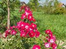 Candia Meillandecor