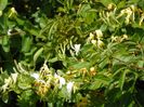 lonicera japonica