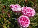 Compte de Chambord
