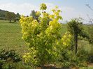 acer negundum Kelly's Gold