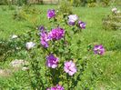 hibiscus syriacus Duc de Brabant