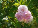 Pink Ghislaine de Feligonde