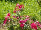 Candia Meillandecor