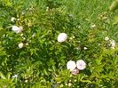 Pink Ghislaine de Feligonde