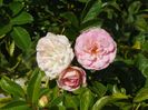 Pink Ghislaine de Feligonde