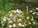 heptacodium miconioides