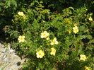 potentilla fruticosa Goldfinger