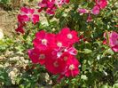 Candia Meillandecor