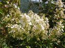 hydrangea paniculata Grandiflora