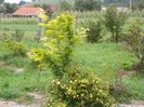 gleditsia Sunburst si potentilla Goldfinger