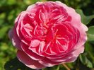 Princess Alexandra of Kent