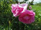 Katy Road Pink
