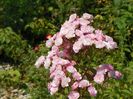 Heavenly Pink