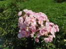 Heavenly Pink