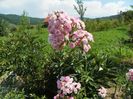 Heavenly Pink