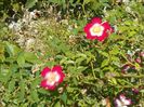 Star Profusion