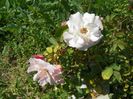 Morden Blush