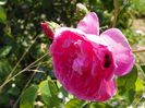 Harlow Carr